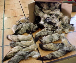 Kit Fox Tails, furs